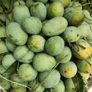 ল্যাংড়া আম (Langra Mango)