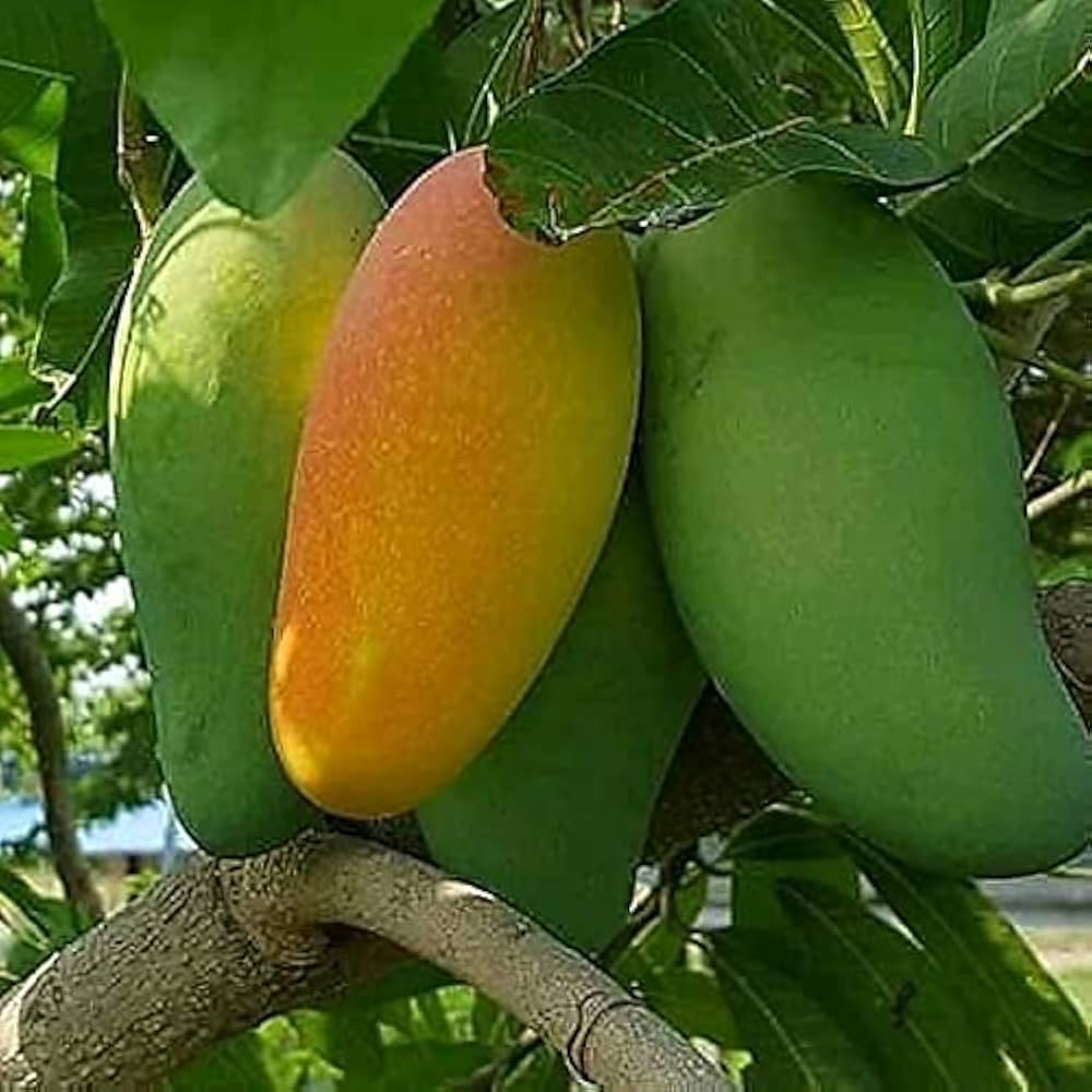 ফজলি আম  (Fazli Mango)