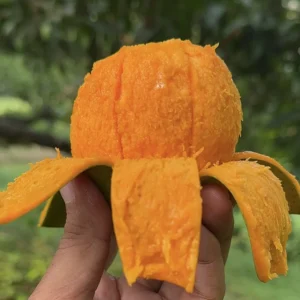 হিমসাগর